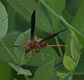 Thumbnail for Polistes rubiginosus