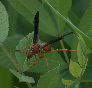 <i>Polistes rubiginosus</i> Species of wasp