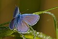 Polyommatus icarus