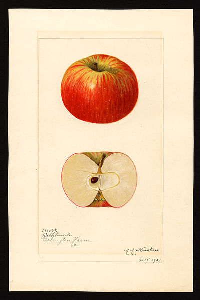 File:Pomological Watercolor POM00001606.jpg