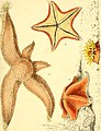 Popular history of the aquarium of marine and fresh-water animals and plants (1857) (14769684805).jpg
