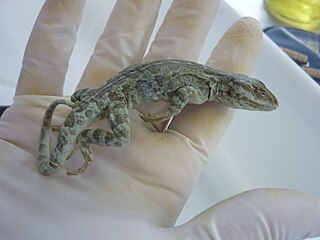 <i>Pristidactylus casuhatiensis</i> Species of lizard