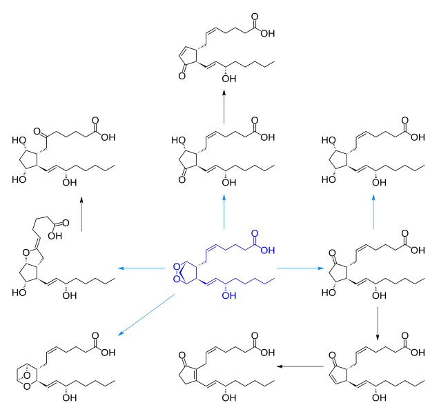 File:Prostanoid synthesis unlabeled.svg