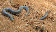 Thumbnail for Prosymna (snake)