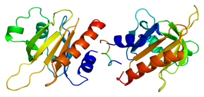 Profilin 1