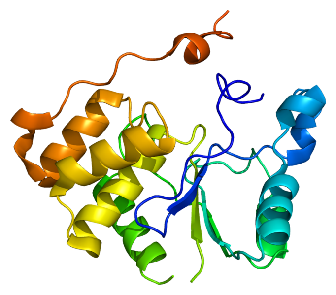 File:Protein RNGTT PDB 1i9s.png