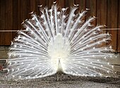 Proud white peacock