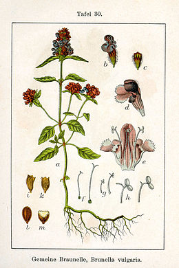 Közönséges gyíkfű (Prunella vulgaris) – Jacob Sturm alkotása[1]