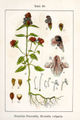 Prunella vulgaris (as syn. Brunella vulgaris) vol. 11 - plate 30 in: Jacob Sturm: Deutschlands Flora in Abbildungen (1796)