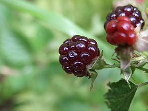 Blackberry fruit in a forest near Dolní Jirčany (part of Psáry) about 20 kms south of Prague, CZ