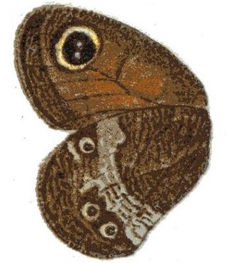 <i>Pseudonympha magus</i> Species of butterfly