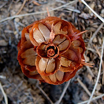 Cone, apical view with seeds