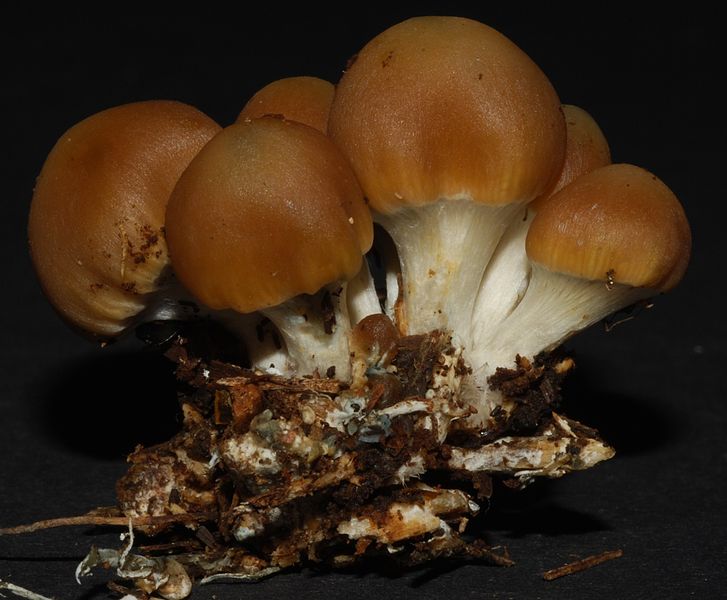 File:Psilocybe subsecotioides 45435.jpg