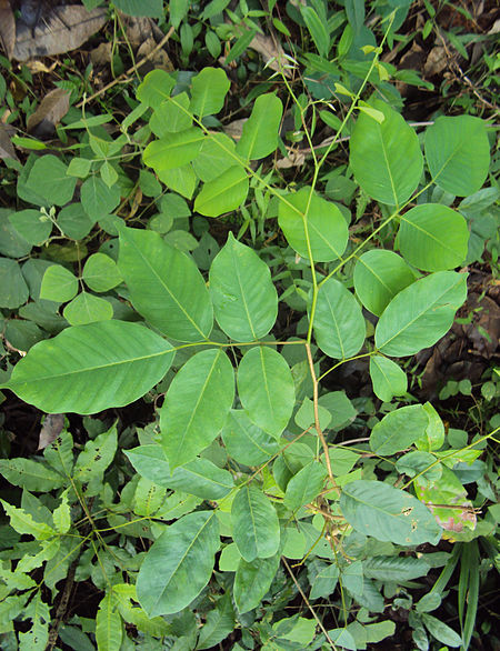 Tập_tin:Pterocarpus_marsupium_leaves.jpg