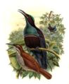 Ptiloris magnificus by Bowdler Sharpe.jpg