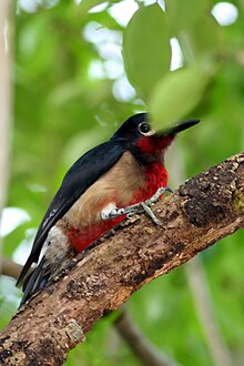 Puerto Rican Woodpecker (Melanerpes portoricensis).jpg
