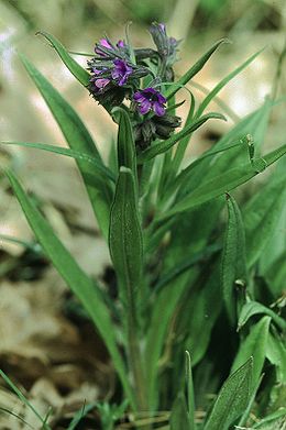 Keskenylevelű tüdőfű (P. angustifolia)