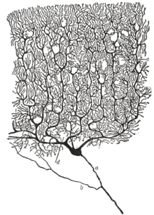 Drawing of a Purkinje cell in the cerebellum cortex done by Santiago Ramon y Cajal, clearly demonstrating the power of Golgi's staining method to reveal fine detail Purkinje cell by Cajal.png