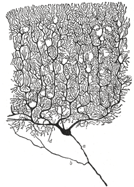 ไฟล์:Purkinje_cell_by_Cajal.png