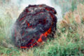 Bomba volcanica basaltica.