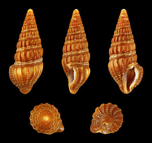 Pyrgospira tampaensis 01.JPG