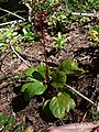 Pyrola asarifolia