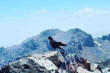 Esemplare nel parco nazionale di Toubkal.