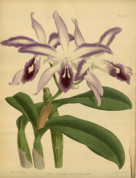 File:R. Warner & B.S. Williams - The Orchid Album - volume 06 - plate 285 (1887).jpg