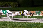 Thumbnail for File:Racing Greyhound (US).jpg