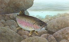 Rainbow trout, commonly found in Little Cottonwood Creek. Rainbow trout FWS 1.jpg