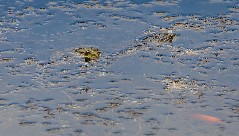 File:Rana europea común (Pelophylax ridibundus), Jardín Botánico, Múnich, Alemania, 2013-09-08, DD 01.JPG