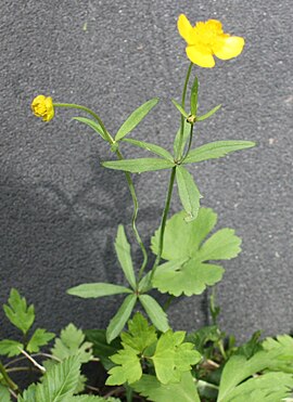 Ranunculus fallax Kevätlehtoleinikki IM8888 C.JPG