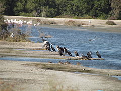 Sanctuaire faunique de Ras-al khore-4.JPG