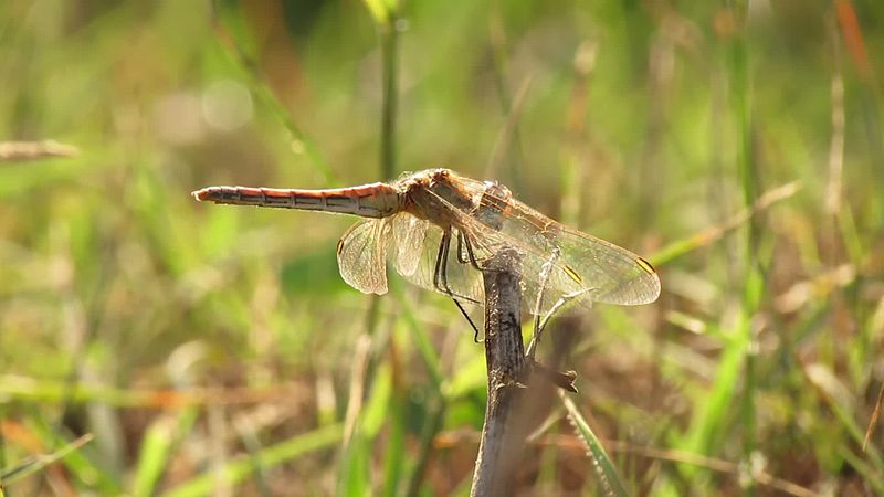 File:Red-veined Darter (15631109817).jpg