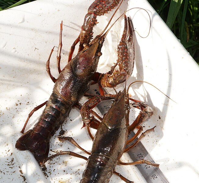 File:Red swamp crayfish.jpg