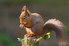 Red squirrel  Wikipedia