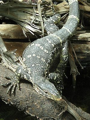 Rainforest nilwaran Varanus niloticus.jpg