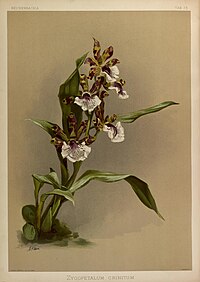 plate 73 Zygopetalum crinitum