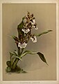 Zygopetalum crinitum plate 73 in: Frederick Sander: Reichenbachia II second series (1894)