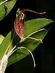 Restrepia aristulifera Orchi 01. jpg