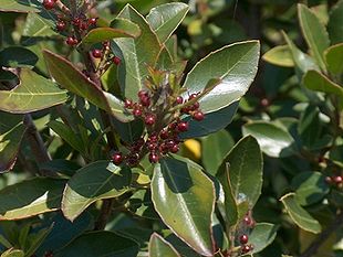 Rhamnus alaternus Sardinia LM.jpg