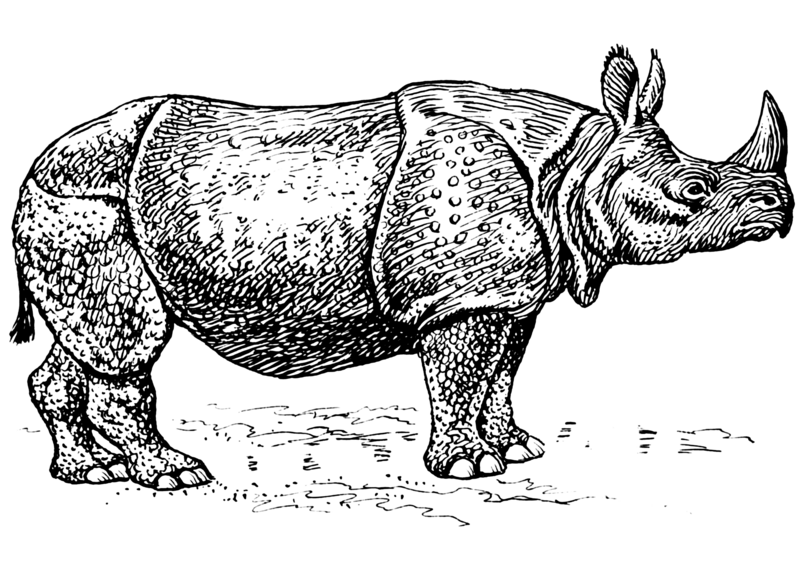 File:Rhinoceros (PSF).png