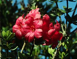 Rhododendron buxifolium (14011699255).jpg