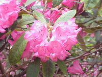 Rhododendron metternichii × griersonianum