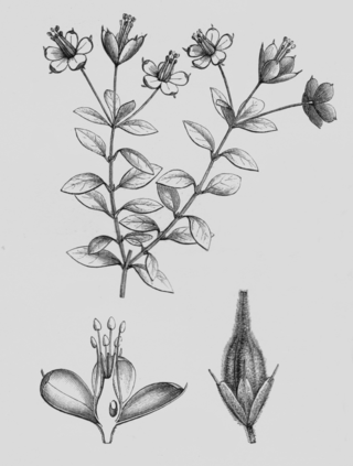 <i>Rhynchotheca</i> Genus of plants