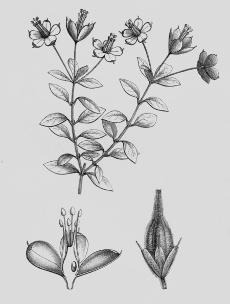 Ledocarpaceae