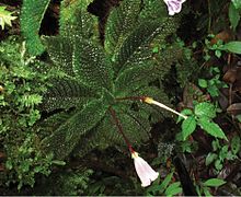 Ridleyandra chuana habitus - PhytoKeys-025-015-g001-A.jpeg