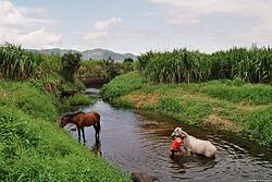 Rio Pacoti-Acarape.jpg