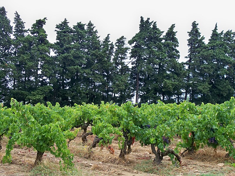 File:Rochefort du Gard - Vignes.jpg