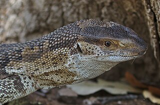 White-throated monitor Subspecies of lizard